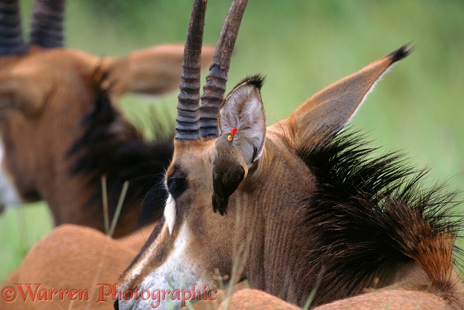 Red-billed Oxpecker (Buphagus erythrorhynchus) attending to the ear of a Sable Antelope.  East Africa