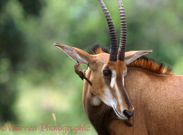 Red-billed Oxpecker (Buphagus erythrorhynchus) attending to the ear of a Sable Antelope (Hippotragus niger).  East Africa