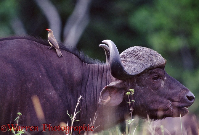 Red-billed Oxpecker (Buphagus erythrorhynchus) on a Buffalo.  East Africa