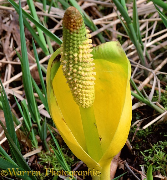 Yellow Skunk Cabbage (Lysichitum americanum).  North America