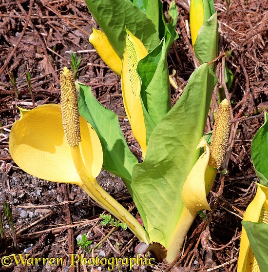 Yellow Skunk Cabbage (Lysichitum americanum).  North America