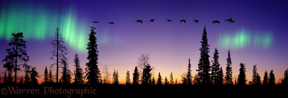 Whooper Swans (Cygnus cygnus) and aurora at sunrise.  Finland