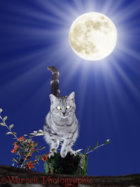 Silver tabby cat leaping at night