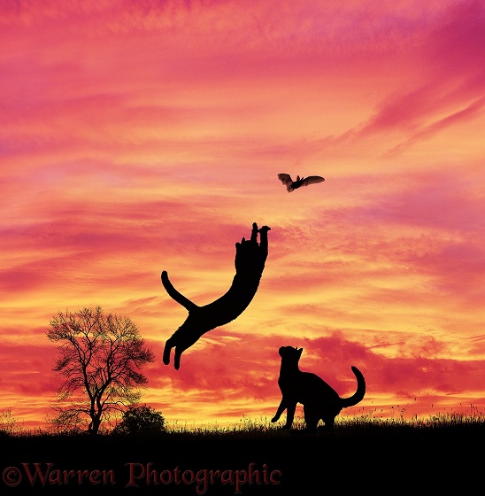 Silhouette cats leaping at a bat