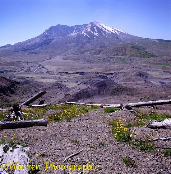 Mt. St. Helens and flowers.  Washington State, USA