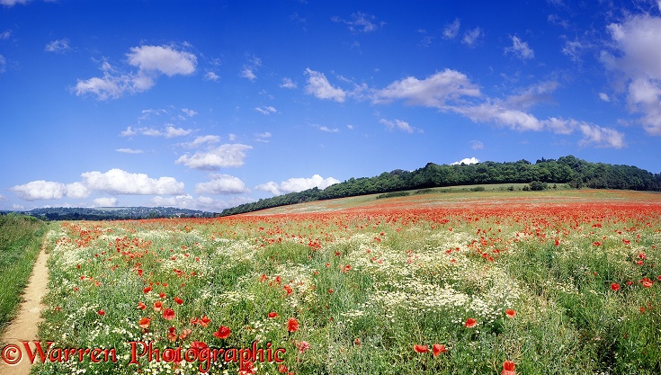 Poppy field.  Surrey, England