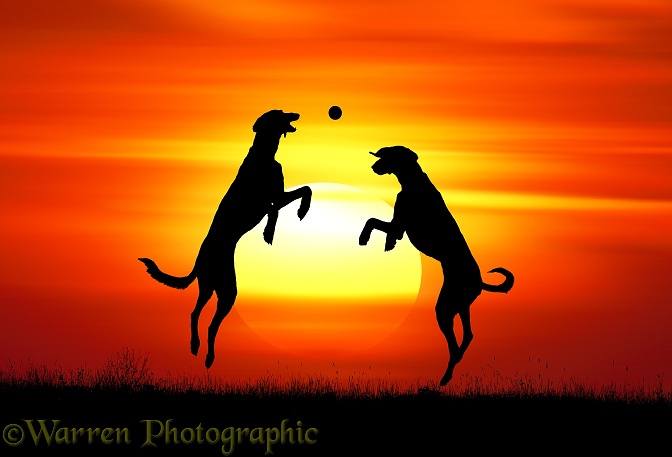 Saluki Lurchers leaping to catch a ball at sunset