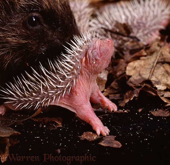 Hedgehog (Erinaceus europaeus) baby, only 2 days old, huffing and jerking in self-defence.  Europe