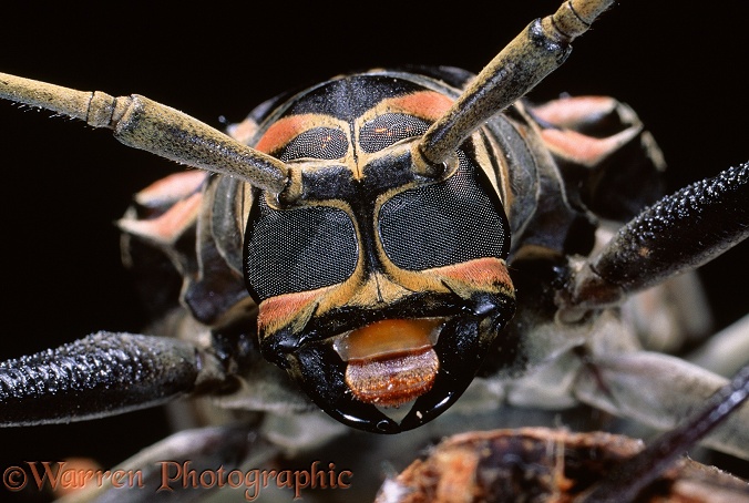 Harlequin Beetle (Acrocinus longimanus)
