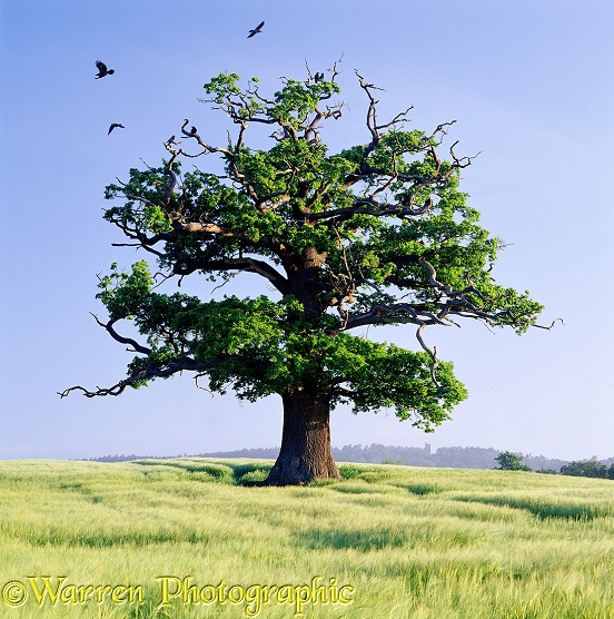 English Oak (Quercus robur) in a field of barley. Spring 2002.  Surrey, England