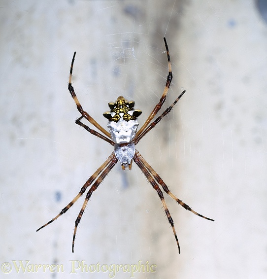 Silver-backed Argiope spider (Argiope species), Trinidad.  South America