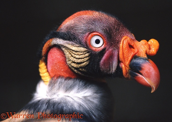 King Vulture (Sarcorhamphus papa).  South & Central America