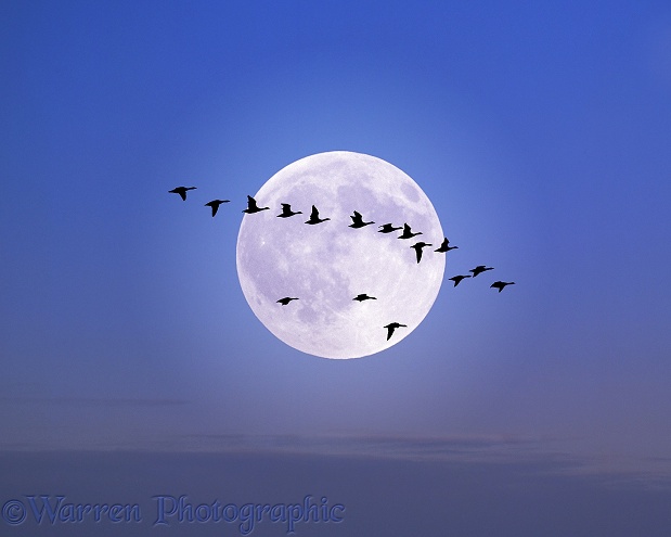 Brent Geese (Branta bernicla) flying past the moon