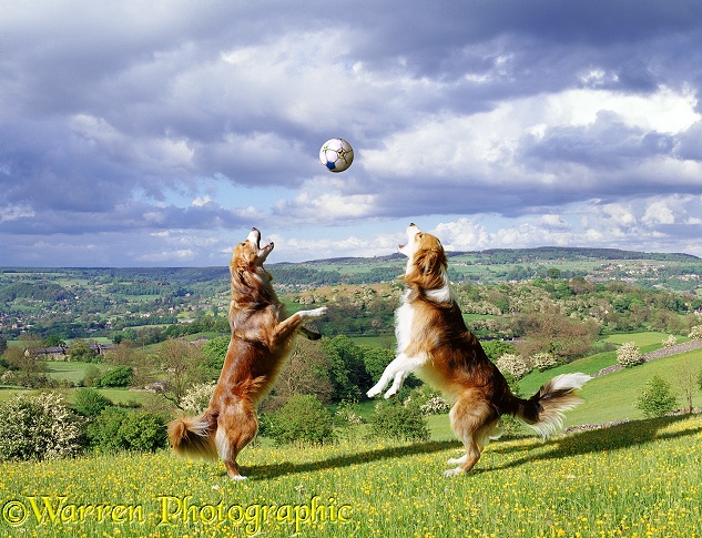 Sable Border Collies, Lollipop and Bobby,  playing with a ball in a buttercup meadow