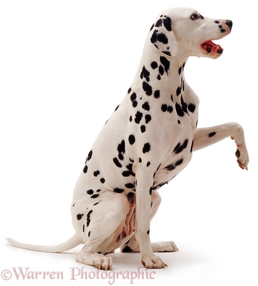 Dalmatian bitch with paw up, white background