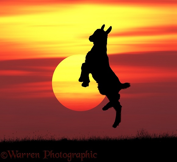 Goat kid leaping and prancing in silhouette at sunset