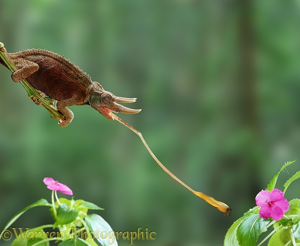 Jackson's Chameleon (Chamaeleo jacksonii) using its tongue to take a fly from a leaf