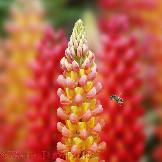 Honey Bee (Apis mellifera) worker, visiting lupine flowers