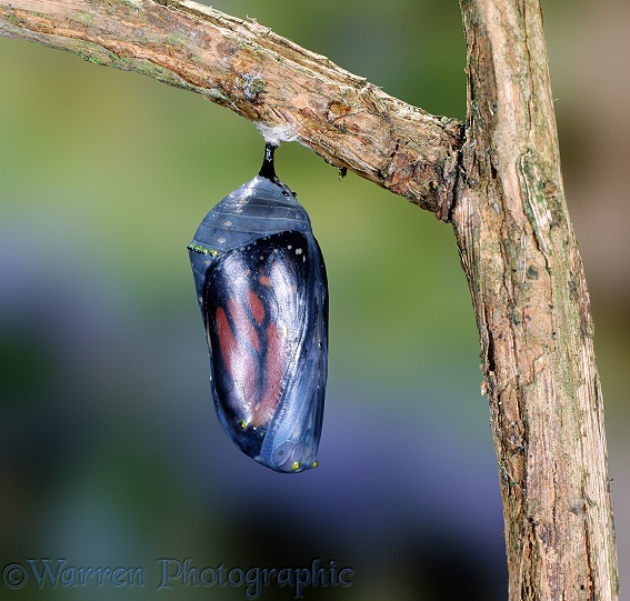 Monarch Butterfly (Danaus plexippus) about to hatch from its chrysalis