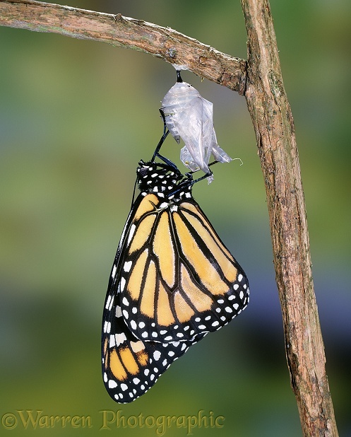 Monarch Butterfly (Danaus plexippus) hatching from its chrysalis