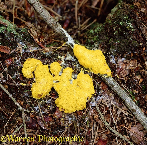 Slime mould (unidentified) on forest floor