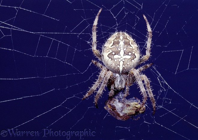 Garden Spider (Araneus diadematus) female in web with prey.  Europe