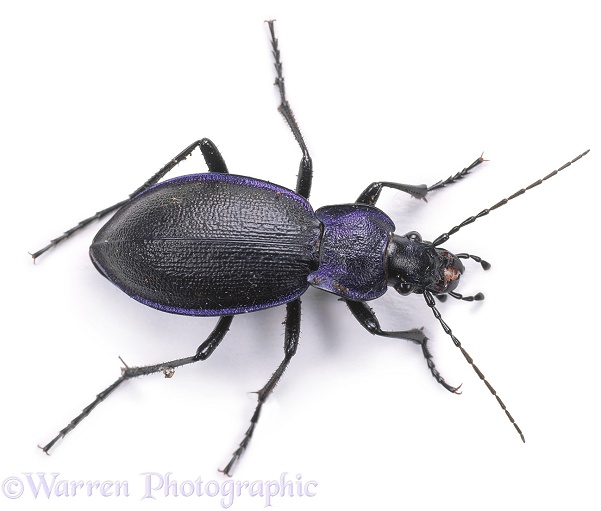 Violet Ground Beetle (Carabus violaceus), white background