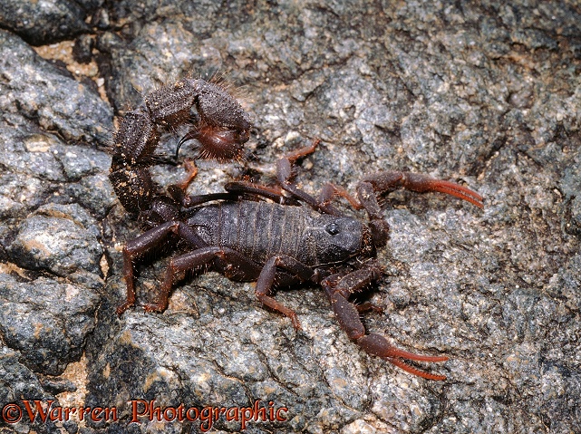 Desert scorpion.  Namibia