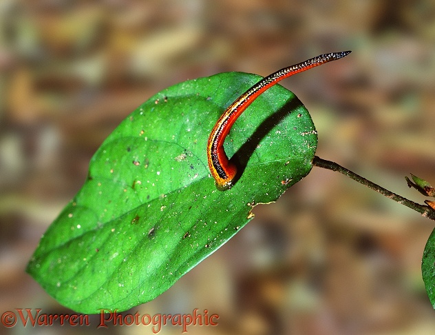 Tiger Leech on a leaf.  Borneo