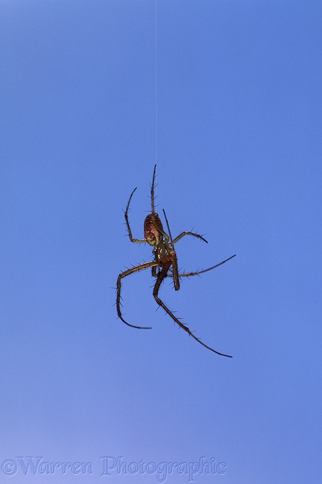 Spider (Meta segmentata) suspended on a thread.  Europe