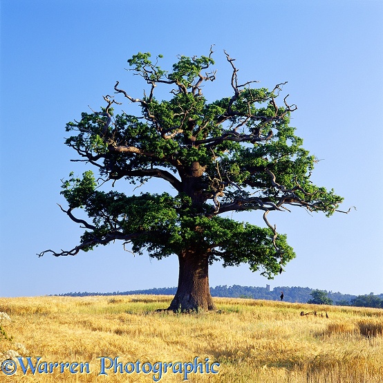 English Oak (Quercus robur) - Summer 2002.  Surrey, England