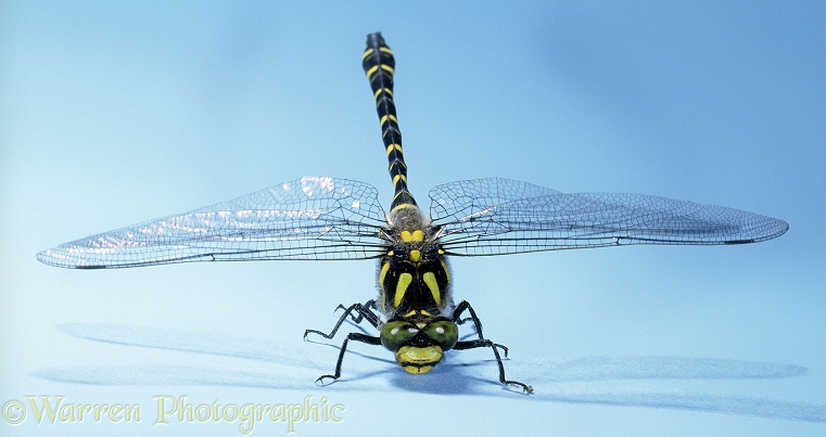 Golden-ringed Dragonfly (Cordulegaster boltonii).  Europe