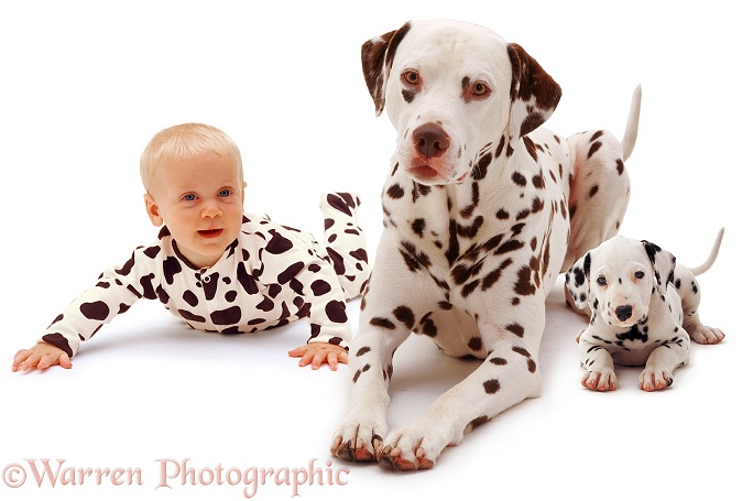 Baby Siena, 6 months old, with a Dalmatian father and pup, white background