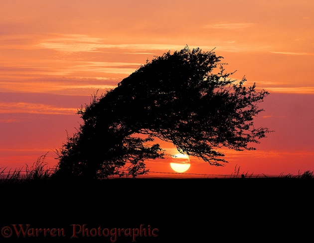 Wind-blown Hawthorn (Crataegus monogyna) at sunset.  Dorset, England