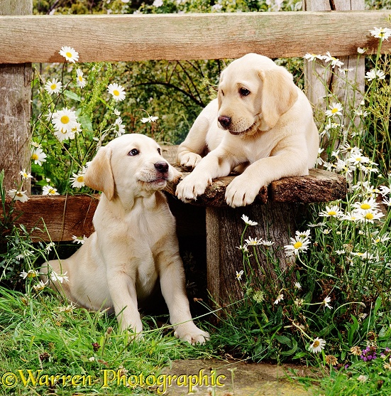 Two Yellow Labrador Retriever puppies, 9 weeks old, at a stile