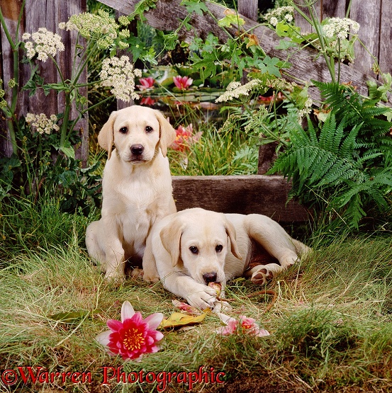 Two Yellow Labrador Retriever puppies, 10 weeks old, have been through the fence to pick waterlilies from the pond