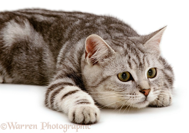 Silver tabby cat Butterfly watching intently, ready to pounce, white background