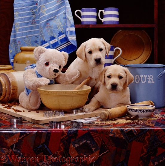 Two Yellow Labrador puppies, 6 weeks old, in a kitchen with teddy bear