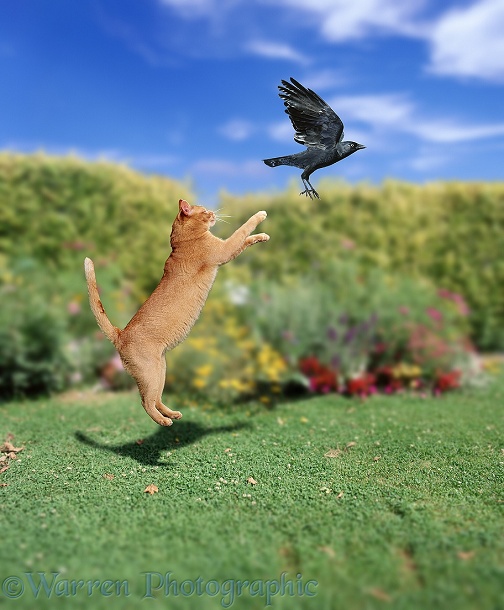 Ginger cat leaping at Jackdaw