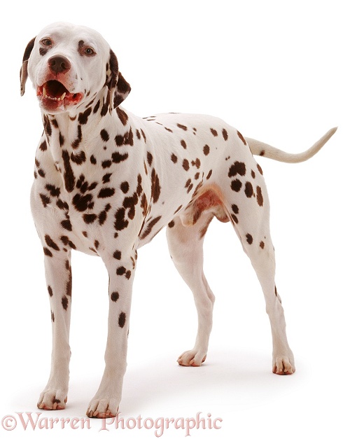 Dalmatian dog, white background