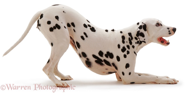 Dalmatian bitch in play-bow, white background
