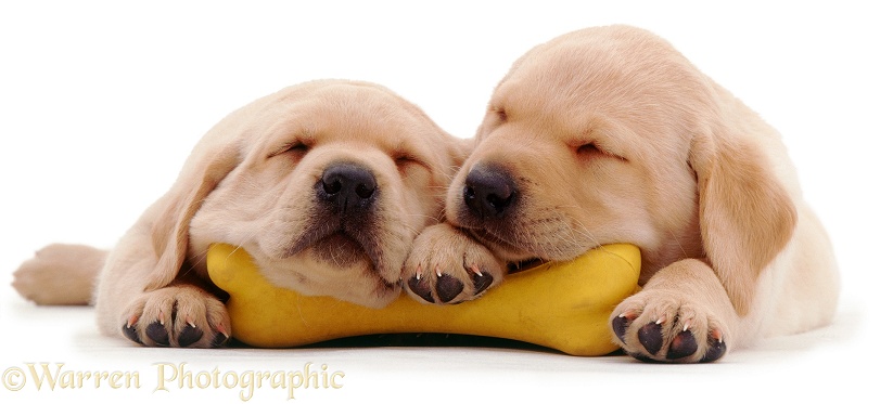 Yellow Labrador Retriever pups, 6 weeks old, asleep on their yellow plastic bone, white background