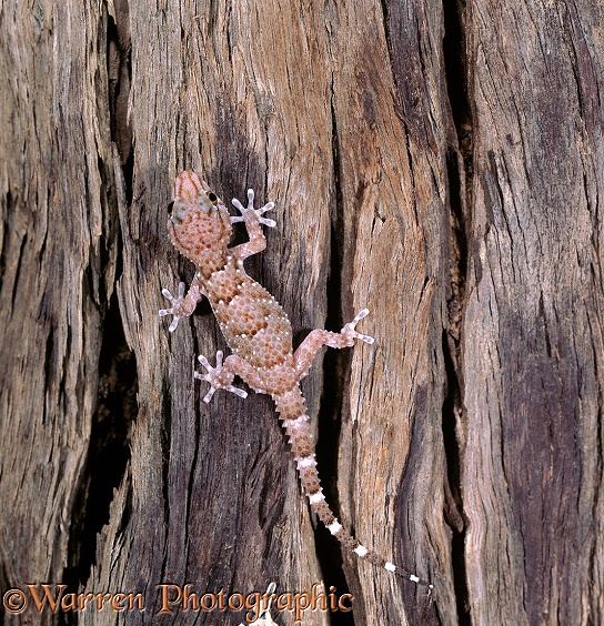 Turner's Thick-toed Gecko (Pachydactylus turneri).  Southern Africa