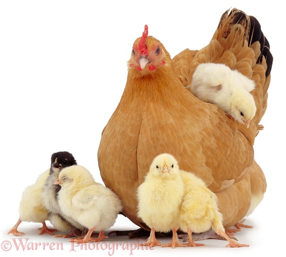 Buff bantam hen with chicks, white background