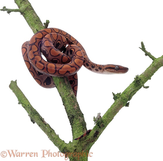 Brazilian Rainbow Boa (Epicrates cenchria) climbing soon after being born.  South America, white background