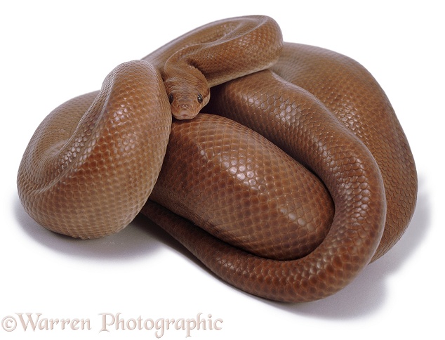 Columbian Rainbow Boa (Epicrates cenchria) coiled.  South America, white background