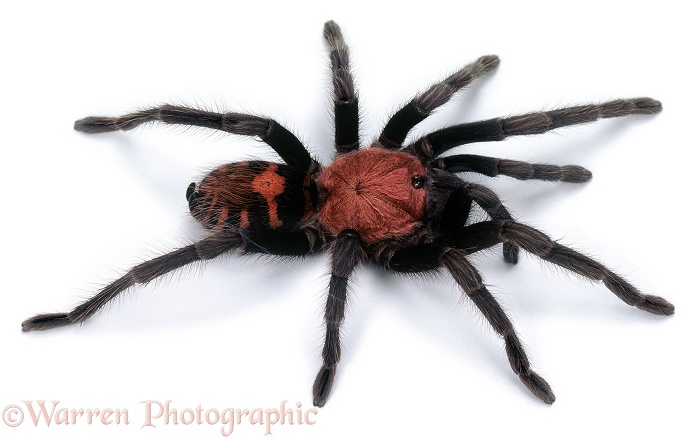Tiger-rump Doppelganger Spider (Cyclosternum fasciata).  Costa Rica, white background
