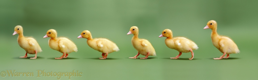Yellow Ducklings on green background