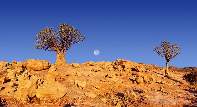 Quiver Trees (Aloe dichotoma) at sunrise.  Southern Africa