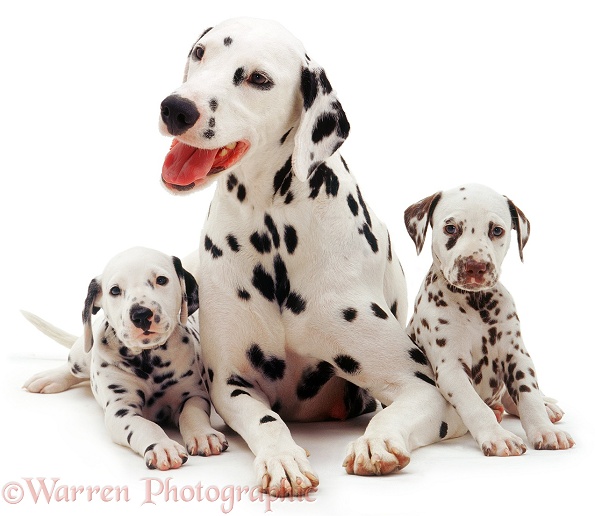 Dalmatian mother and two pups, white background